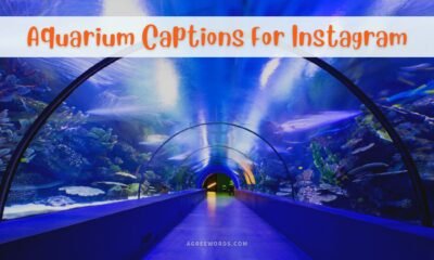 Aquarium-Captions-For-Instagram