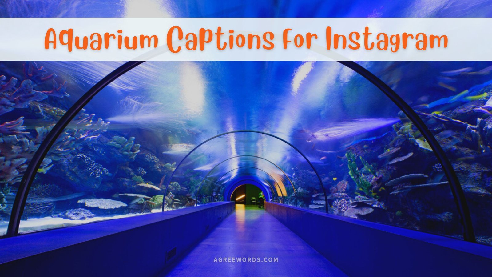75-aquarium-captions-for-instagram-funny-short-cute-agree-words
