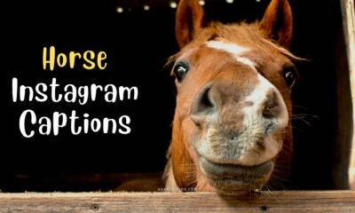 best Horse Instagram Captions