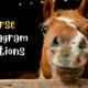 best Horse Instagram Captions