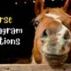 best Horse Instagram Captions