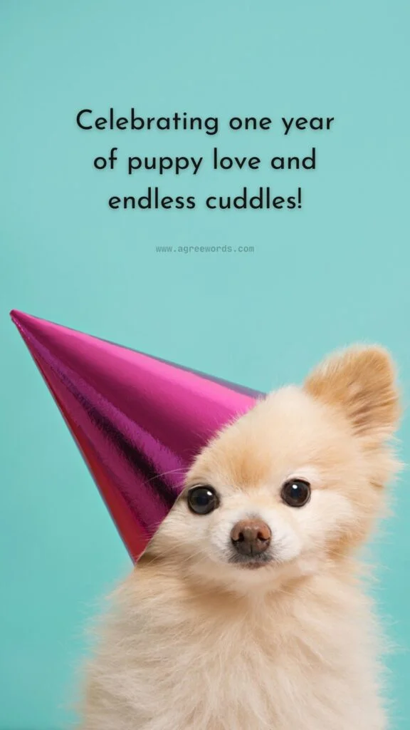 Cute short dog birthday captions on instagram
