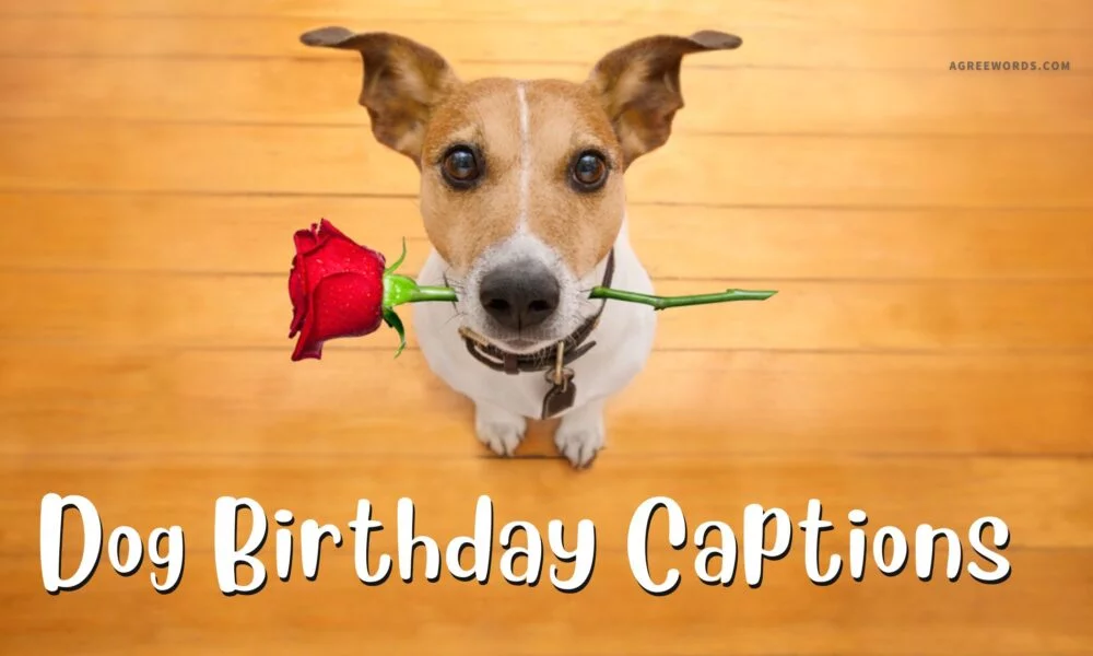 Dog-Birthday-Captions