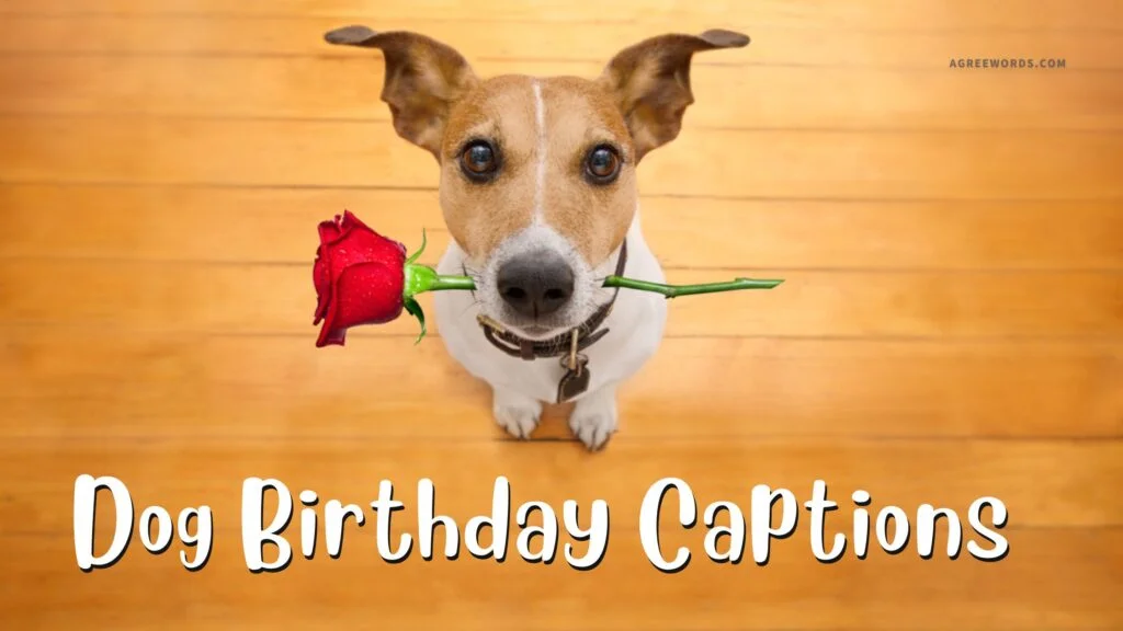 Dog Birthday Captions and Quotes