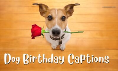 Dog-Birthday-Captions