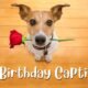 Dog-Birthday-Captions