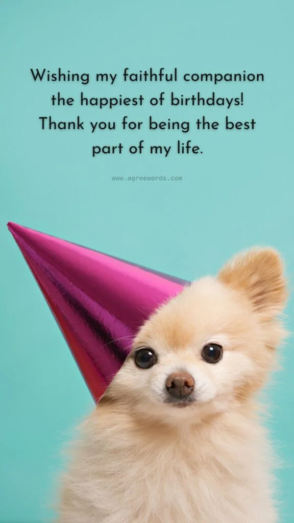 dog birthday captions funny