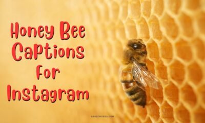 Honey Bee Captions For Instagram