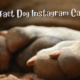 Paw-Fact Dog Instagram